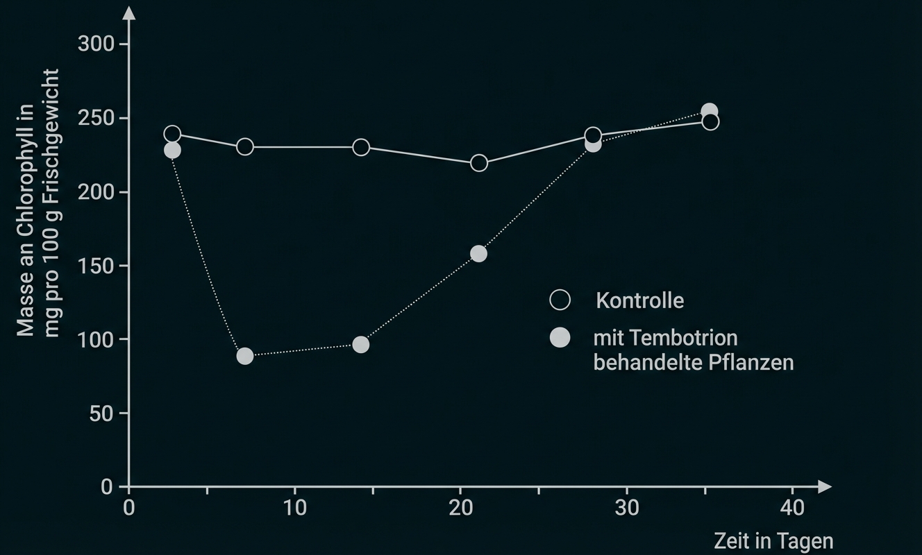 Liniendiagramm: Chlorophyllgehalt (mg/100g) über Zeit; Vergleich Kontrolle (offene Kreise) und mit Tembotrion behandelte Pflanzen (gefüllte Kreise)